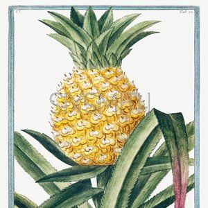 Pineapple Botanical Drawing Fine Art Giclee Print